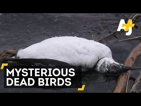 Video: Why is there a mass death of birds