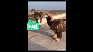 Monkey Gets a Free Ride on an Eagle in Mid-Air 🦅🐒