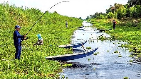 Câu cá trong rừng U Minh Thượng || Bạn cần chuẩn bị những gì | Thông tin quan trọng trước khi đi câu