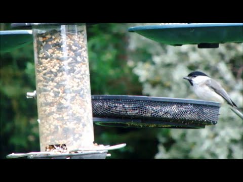 Marsh-tit or Willow-tit?