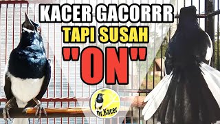 KACER GACOR TAPI SUSAH ON BUKA EKOR | KACER NGOBRA | DR KACER