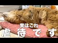 飼い主の多くが猫にやってしまいがちな虐待に値する行動