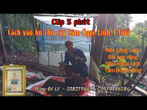 Video Clip 5 phút vào hủ cho cây Sâm Ngọc Linh 1 năm tuổi - youtube