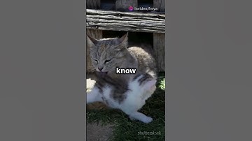 Why Do Some Cats Go Crazy for Catnip? #catcompilation #cat #laughoutloudcats #cute #purrfectlaughs