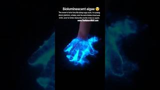 Bioluminescent algae 😮 #nature #bioluminescence #conservation
