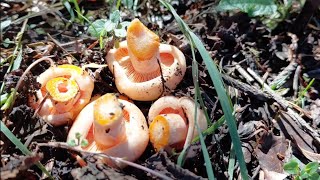 Kanlica Mantari Mantari Mantari Toplamabolu