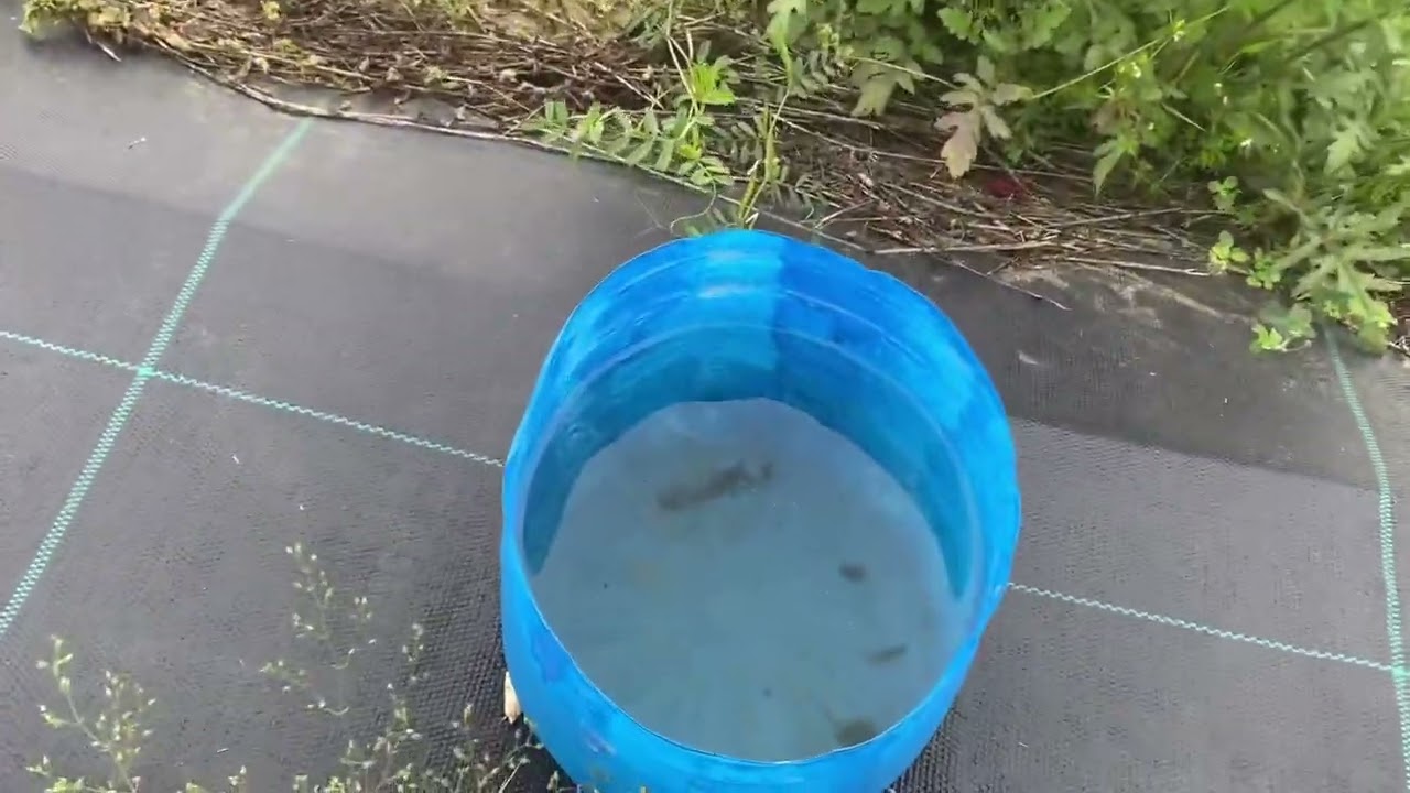 BAKLA ZINNI ZARARLISI DOĞAL MÜCADELE. ÇİÇEKLENME DÖNEMİNDE EN ZARARLI BÖCEK.