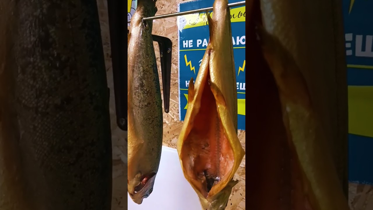 ФОРЕЛЬ ХОЛОДНОГО КОПЧЕНИЯ, КОПЧУ САМ