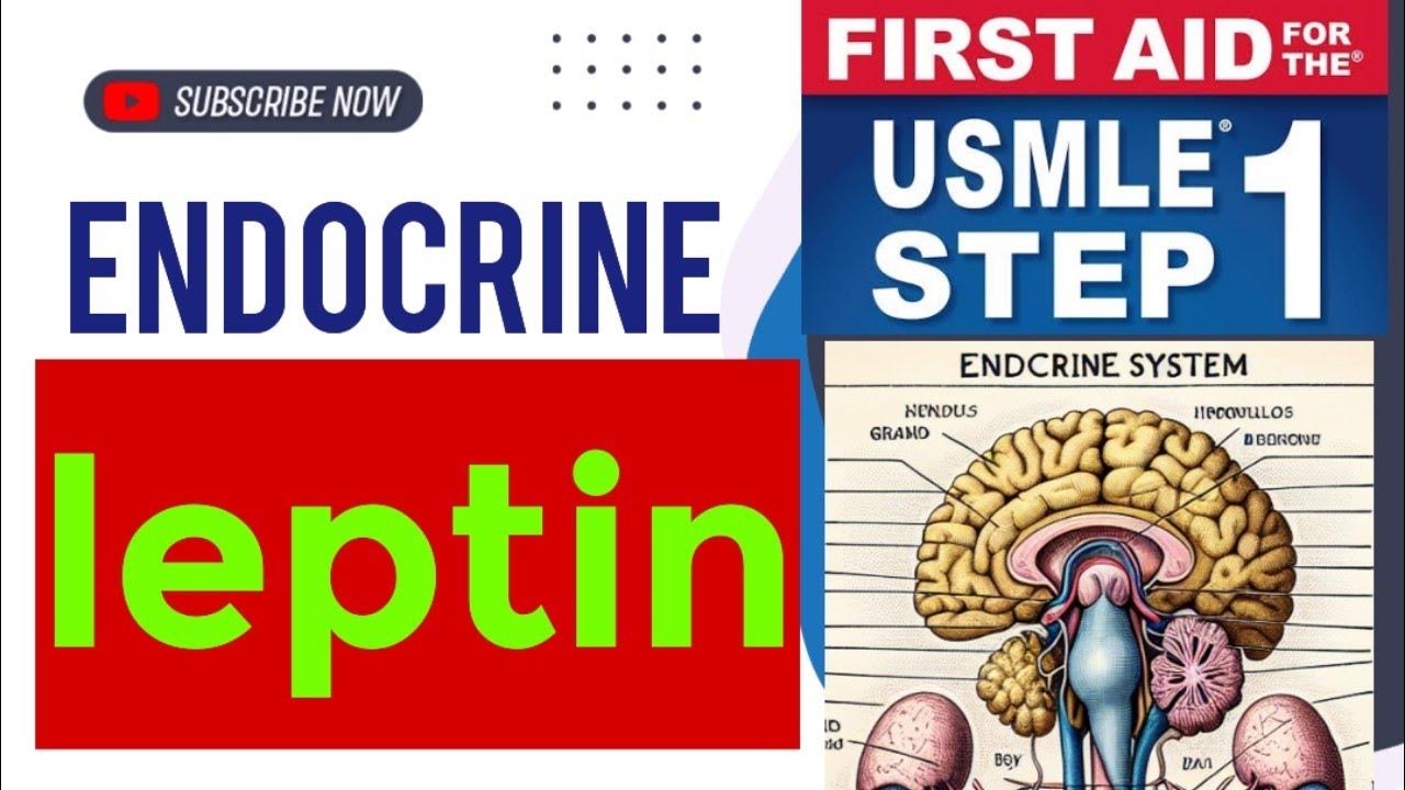 Leptin endocrinology 26 First Aid USMLE Step 1 in Urdu/Hindi YouTube