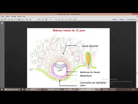 Vidéo: Différence Entre Le Mésenchyme Et L'ectomesenchyme