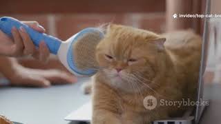 Which Cat Breed Matches Your Personality