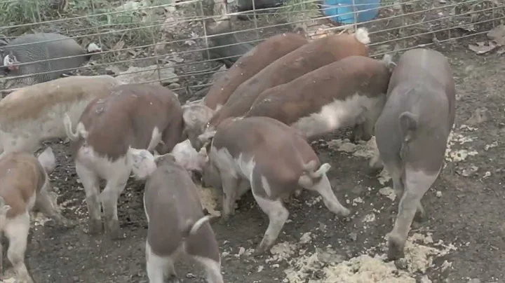 Morning Pig Feed: Why We Use Fermented Feed!