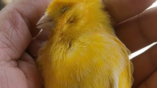 Beautiful Canary Died