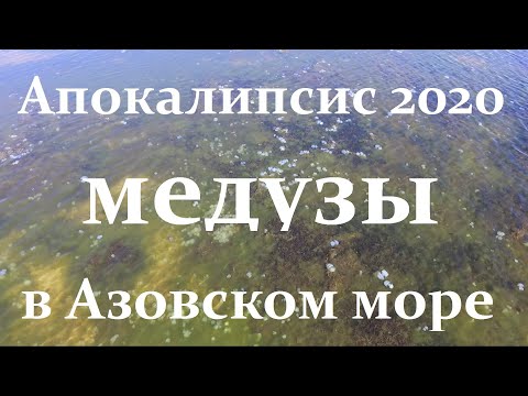 Медузы 2020 апокалипсис на Азовском море