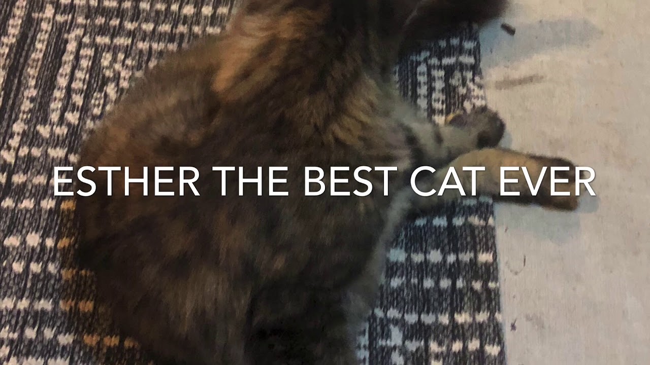 The best cat EVER YouTube