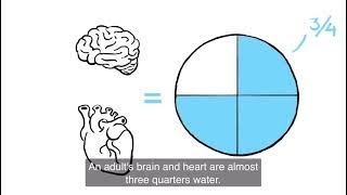 10D1-Trần Nguyễn Anh Thư || What happened if we didn’t drink water?