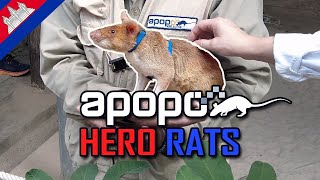 HERO RATS Who Save Lives | APOPO Visitor Center Cambodia