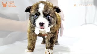 Puppy Thrown Away in Garbage With Throat Cut Now Thriving! What Did Viktor Larkhill Do? by World Animal Awareness Society 79,058 views 3 months ago 59 minutes