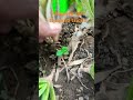 aloevera care, tips and tricks l#reel #subscribe #aloevera #gardening #agriculture #youtuberlife