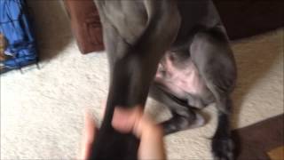 Capone's Latest Tricks! by Valerie Bryden 117 views 12 years ago 34 seconds