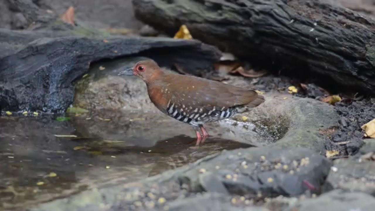 Red-legged Crake /· Rallina fasciata /b 