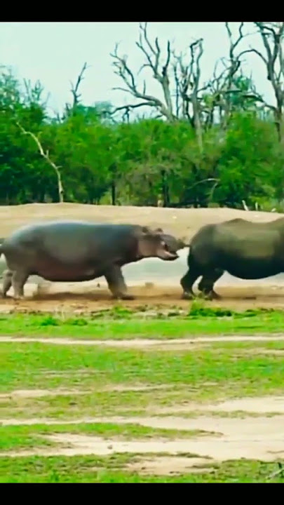 Rhino vs Hippo #shorts #animals #share