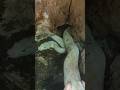 penemuan ular putih siluman penunggu makam keramat #viral #snake #ularputih #youtubeshorts #shorts