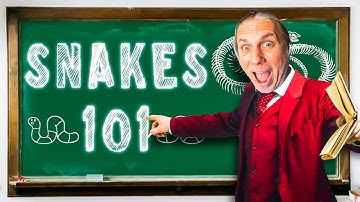 Why Ball Pythons Are Worth Millions Of Dollars!