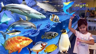 Jalan-jalan Ke Aquarium Terbesar di Dalam Mall Jakarta Aquarium Semua Ikan Laut & Hias ada di Sini