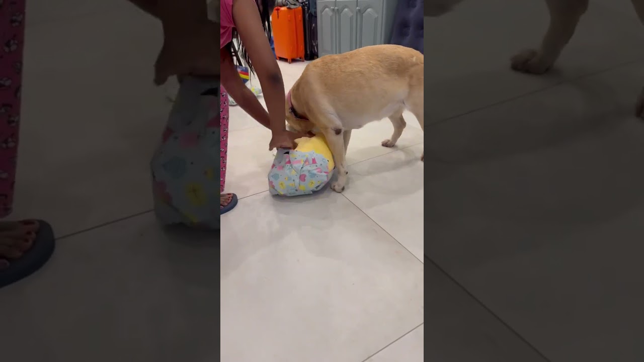 Pup unwrapping birthday gift 😍 