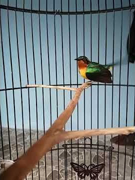 Suara tarung burung kolibri wulung/kowul/kolibri muncang