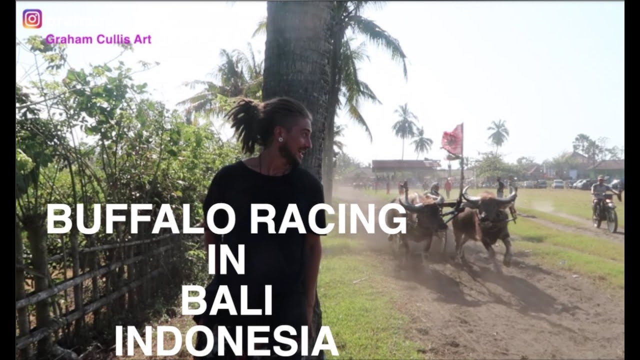 Buffalo Racing In Bali Indonesia