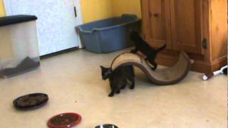 Steppy's kittens 8-21-11 video 4 by XocolCat 88 views 12 years ago 1 minute, 17 seconds