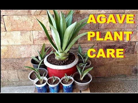 Video: Agaves augu audzēšana iekštelpās: kā mājās turēt agavu podos