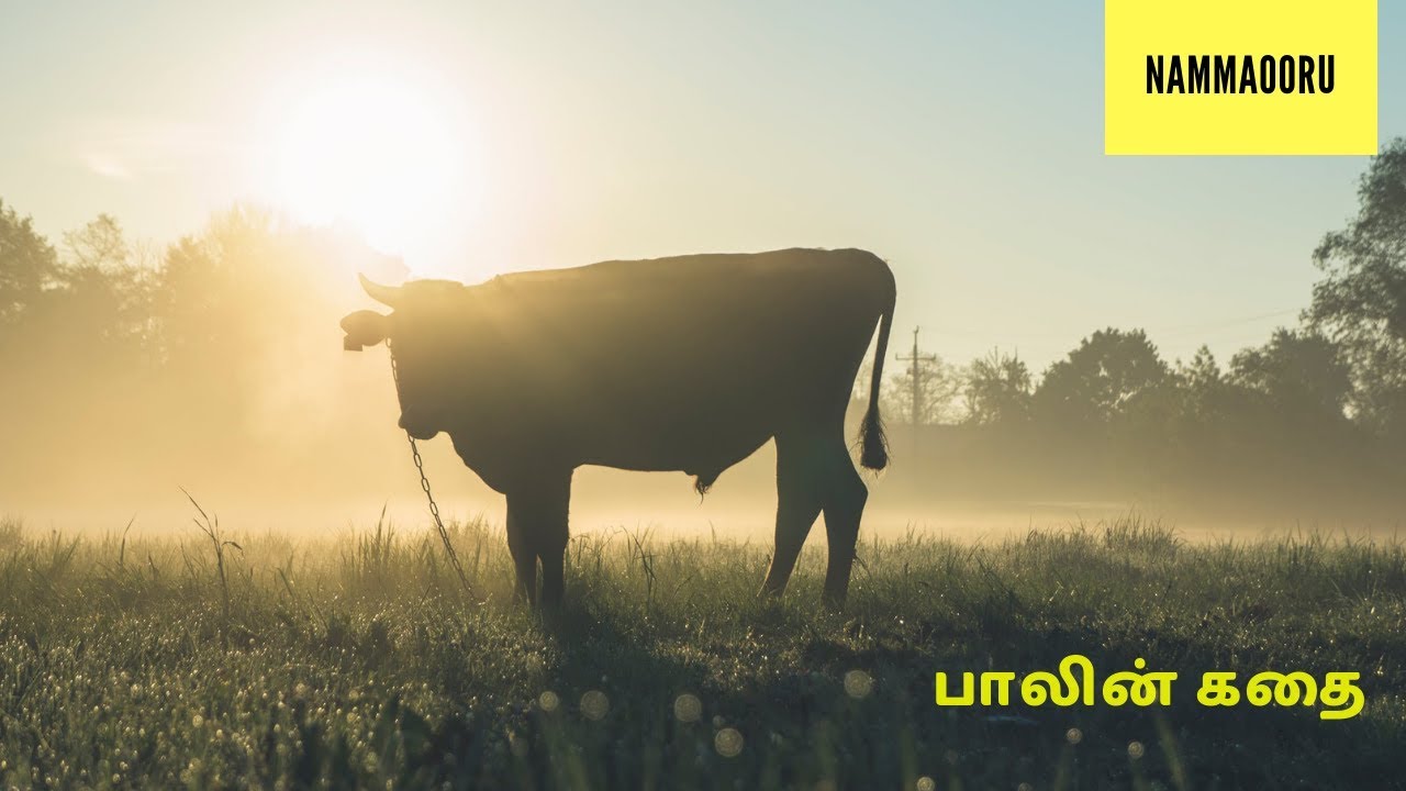 Indian cow breeds for milk|A2 milk|Milk|A1 Milk|About Milk ...