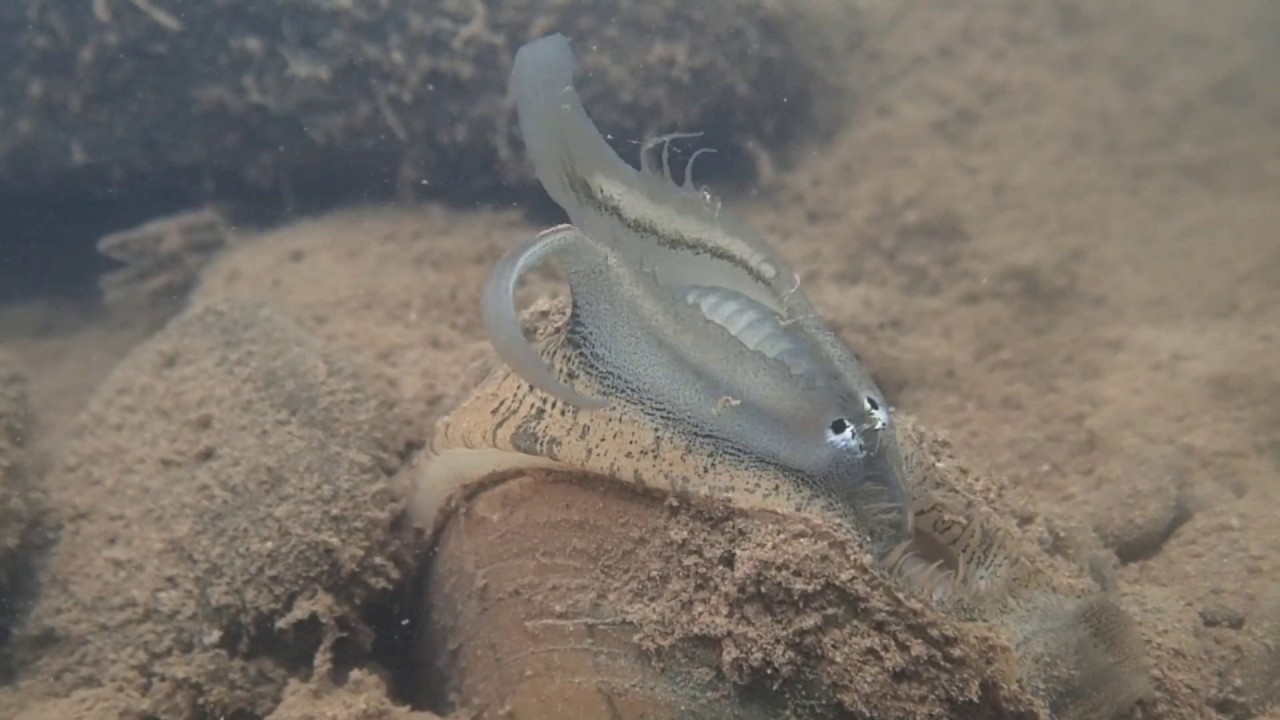 Plain Pocketbook mussel (Lampsilis cardium) displaying fish lure 