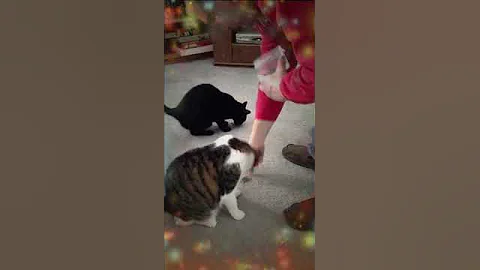 The cats celebrate New Year's Eve