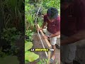 hidroponia en casa