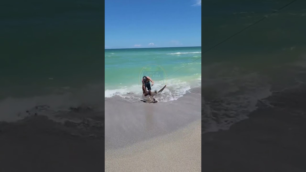 Turtle Beach in Sarasota, Florida 👀🦈