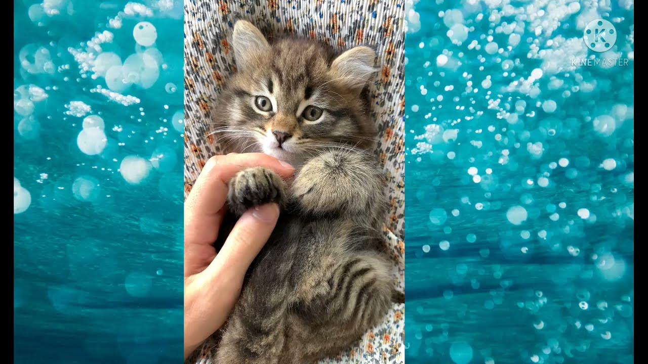 Cute Pussy Cat Cuddling Youtube