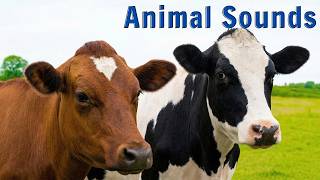 Animals and sounds - teaching children to learn language through images - language learning videos