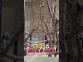 【コアラ】縦動画 飼育員さん登場で皆起き始める😊