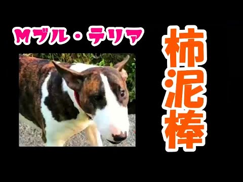 【Mブルテリア】庭のアレ【柿泥棒】