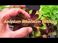 AEONIUM VELOUR Cuttings | VLOG #38 Succulents & Coffee w/ Liz