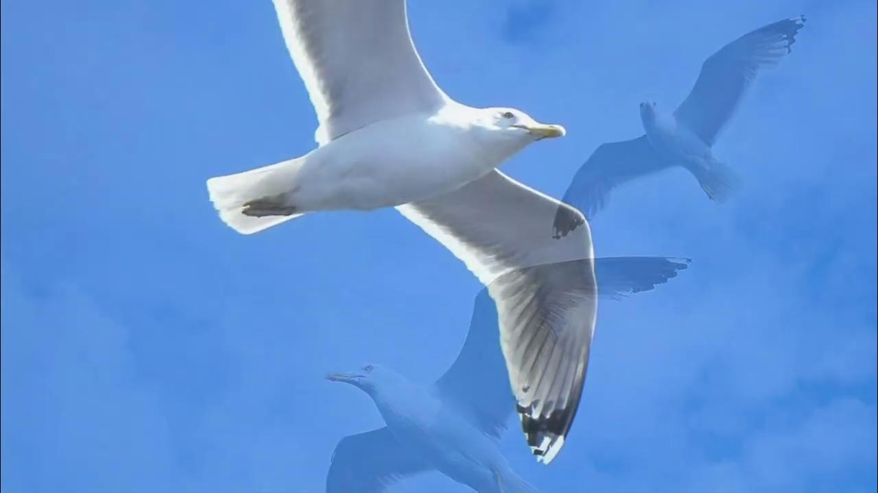 Чайка по имени Джонатан Ливингстон / Jonathan Livingston Seagull (v.02 ...