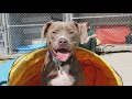 Gwinnett County Jail Dogs Program ending