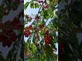 Поспела черешенка,вкусняшка!