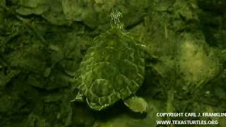 Male texas map turtle in bull creek ...