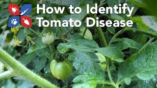 Do My Own Gardening - How to Identify Tomato Disease Problems 