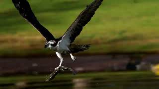 Osprey catching trout